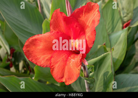 canna lily plant with drops of water Stock Photo