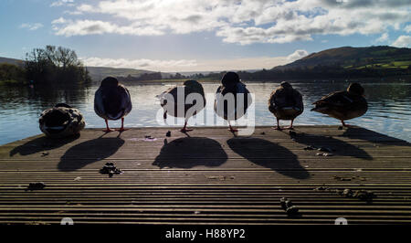 Mallard Ducks (Anas platyrhynchos) on a jetty. Stock Photo