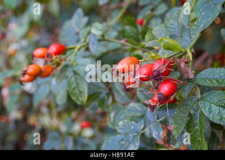 Red rose hips berries on a dog rose shrub, Rosa canina, Essex UK Stock Photo