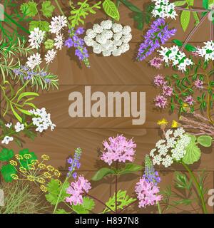 Circle of flowering herbs on wooden background.Salvia, angelica, oregano, rosemary, savory, verbena, anise, fennel, coltsfoot, m Stock Vector