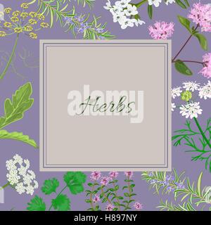 Vector card with herbs and plants. Vintage square with herbal flowers illustration. Stock Vector