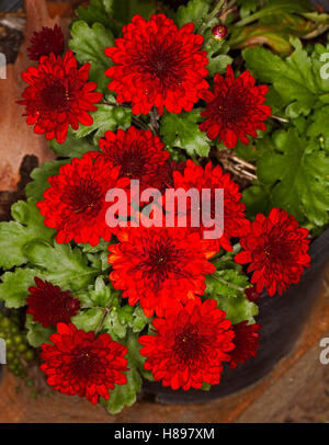 Large cluster of spectacular vivid deep blood red chrysanthemum flowers & emerald green leaves in garden container Stock Photo