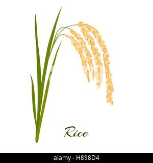 Rice. Leaves and spikelets of rice on a white background. Vector illustration. Eps 10. Stock Vector