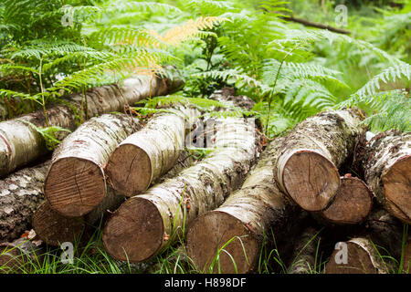 Pile of logs laying in the undergrowth on the forest floor Stock Photo