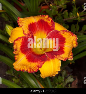 Spectacular flower of daylily 'Candid Colours' with orange/yellow & red petals with ruffled edges hemmed with red on dark background Stock Photo
