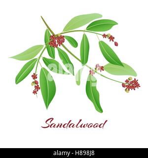 Sandalwood tree branch. with red flowers Vector illlustration. Stock Vector