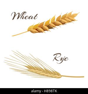 Wheat and rye ears. Vector illustration EPS 10 Stock Vector