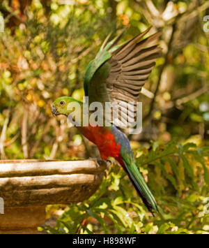 Red and green juvenile male king parrot, Alisterus scapularis, with wings outstretched, landing at bird bath in Australian sub-tropical garden Stock Photo