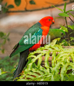 Brightly coloured red & green male king parrot, Alisterus scapularis, with juvenile male at bird bath among emerald ferns in Australian garden Stock Photo