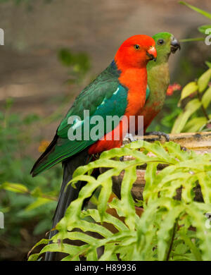 Brightly coloured red & green male king parrot, Alisterus scapularis, with juvenile male at bird bath among emerald ferns in Australian garden Stock Photo