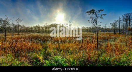 Big cypress Stock Photo