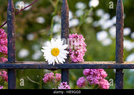 Centranthus ruber and Leucanthemum vulgare growing in front of an old garden gate. Stock Photo