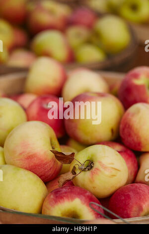 rows of harvested apples in baskets at a farmer's market, Oneonta, New York, USA Stock Photo