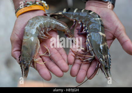 Two of the commonest farmed prawns in Southeast Asia - black tiger prawns and whiteleg prawns. Stock Photo