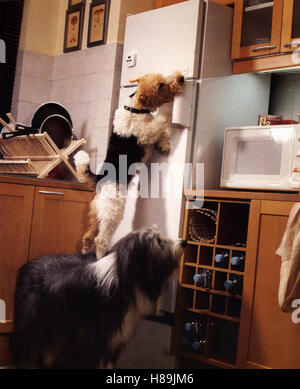 Die Dumpfbacken-Gang, (HERCULE & SHERLOCK) F 1996, Regie: Jeannot Szwarc, Stichwort: Hund, Küche Stock Photo