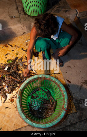 A farm worker sorting out prawns from trash after a catch of mature prawns at an organic prawn farm in Samut Prakan in Thailand. Stock Photo