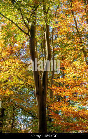 European beech tree, Fagus sylvativa, in its autumn colours. Stock Photo