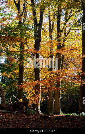 Beech trees in autumn. European beech, Fagus sylvatica. Stock Photo