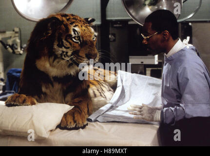 Doctor Dolittle, (DOCTOR DOLITTLE) USA 1998, Regie: Betty Thomas, EDDIE MURPHY (re), Stichwort: Arzt, Tierarzt, Tiger Stock Photo