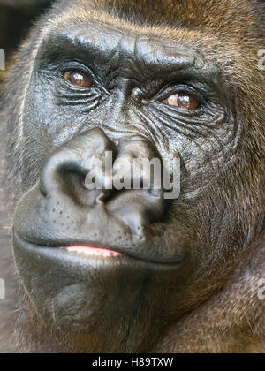 Black Gorilla Portrait Stock Photo