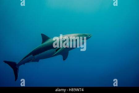 Tagged great white shark for conservation swimming in the blue Pacific Ocean  at Guadalupe Island in Mexico Stock Photo