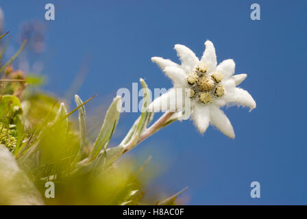 Edelweiss (Leontopodium nivale) Styria, Austria, Europe Stock Photo