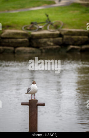 a seagull standing on a bollard post on river bank with old bike abandoned Stock Photo