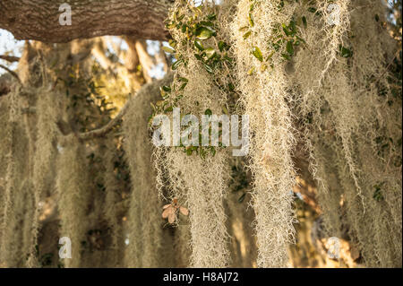 Spanish moss (Tillandsia usneoides) hanging from the limbs of a Florida oak tree. (USA) Stock Photo