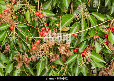 Dioscorea communis, Black Bryony a wild native highly poisonous flowering climber, and Ivy in a hedgerow, England, UK Stock Photo
