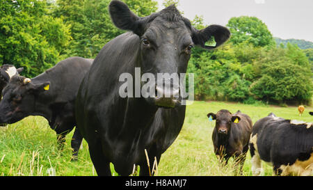 Animals in the wildlife cows and hedgehog in the forest land Stock Photo
