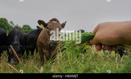 Animals in the wildlife cows and hedgehog in the forest land Stock Photo