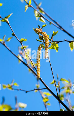 Young leaves of birch Stock Photo
