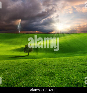 Landscape with tree on green field and lightning in sky, farmland Stock Photo