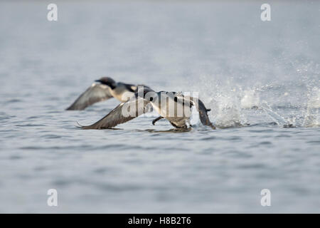 Black-throated Loon / Arctic Loon / Prachttaucher ( Gavia arctica ), taking off from a lake, in action, running above water. Stock Photo