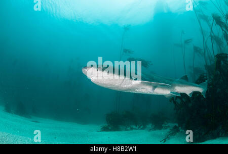 Broad nosed seven gill shark swimming through the kelp forests of False Bay, Simonstown, South Africa. Stock Photo