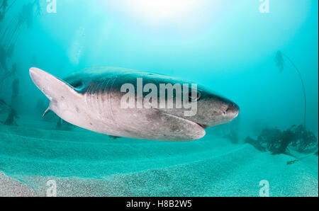 Broad nosed seven gill shark swimming through the kelp forests of False Bay, Simonstown, South Africa. Stock Photo