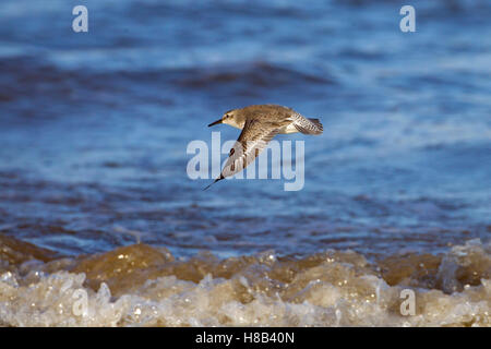 Knot Caldris canutus in flight along the seashore Stock Photo