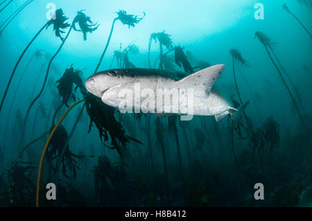 Broad nosed seven gill shark swimming through the kelp forests of False Bay, Simonstown, South Africa. Stock Photo