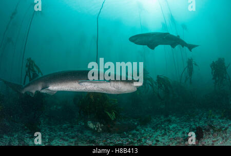 Broad nosed seven gill shark swimming through the kelp forests of False Bay, Simonstown, South Africa. Stock Photo