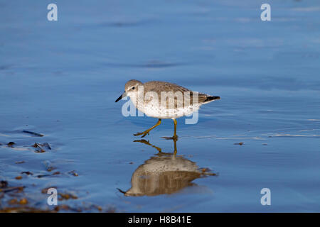 Knot Caldris canutus feeding along the tide line after storm in the North Sea Stock Photo