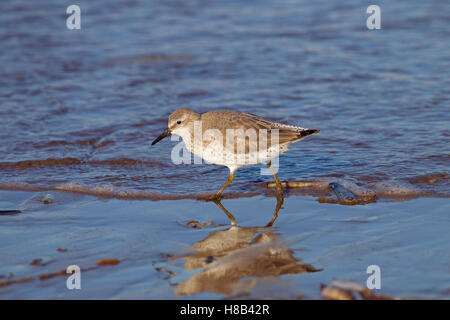 Knot Caldris canutus  feeding along the tide line after storm in the North Sea Stock Photo