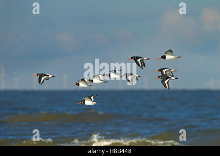 Oyster Catcher Haematopus ostralegus flock flying past The Wash Wind Farm Norfolk Stock Photo