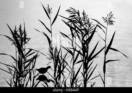 Redshank Tringa totanus and reeds in silhouette Stock Photo
