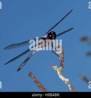 Black dragonfly with white on its body waiting for a meal Stock Photo