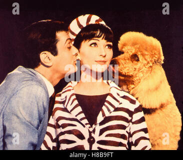 Monsieur Cognac, (WILD AND WONDERFUL) USA 1964, Regie: Michael Anderson, TONY CURTIS, CHRISTINE KAUFMANN, Key: Tier, Hund, Pudel, Kuss, Zebra, Zebralook, Stock Photo