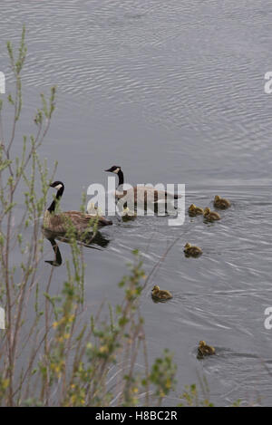 Family of two Canadian geese and their eight gosling swimming in a calm stream. Photographed with shallow depth of field. Stock Photo