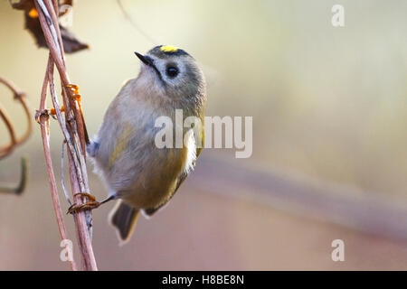 goldcrest ,Regulus sitting on a branch in backlit Stock Photo