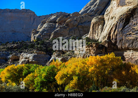 A view of the fall colors on the trees along Highway 24, Capitol Reef Country Byway in Capitol Reef National Park Utah USA Stock Photo