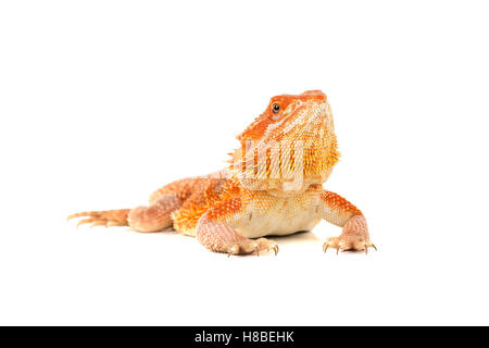 Central bearded dragon, , isolated in white Stock Photo