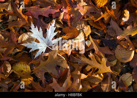 wet leaves of maple, beech, oak on forest floor in the autumn Stock Photo